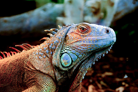 tilt shift lens photography of brown reptile thumbnail
