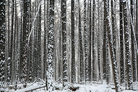 snow-covered woods thumbnail