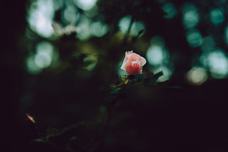 closeup photo of pink rose flower thumbnail