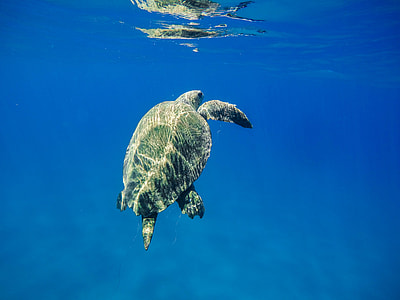 sea turtle on body of water during daytime thumbnail