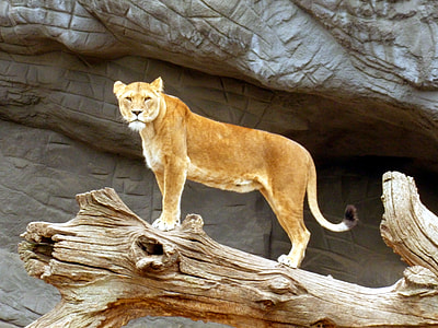 brown lioness standing on tree trunk thumbnail