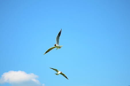 two white-and-black flying birds thumbnail