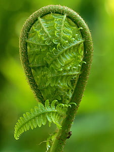 selective focus of green leafed plant thumbnail
