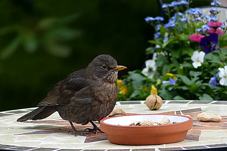 brown bird perching near brown bowl thumbnail