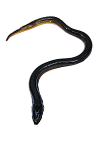 black snake thumbnail