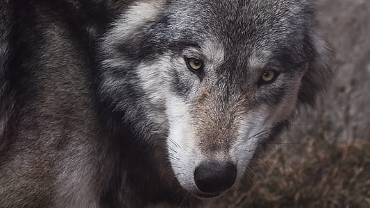 closeup photo of gray wolf thumbnail