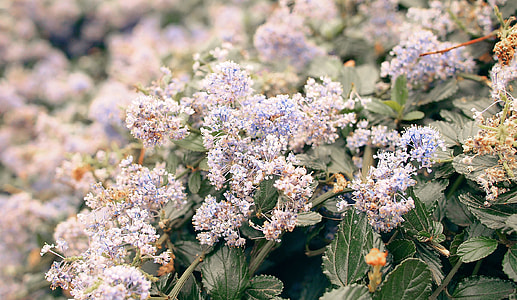 photography of white flowers lots thumbnail