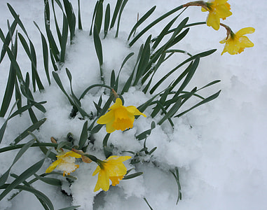 yellow daffodil flowers on snow ground thumbnail