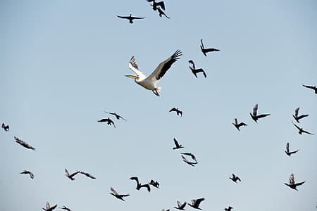 Pelican Snd Seagulls Flying thumbnail