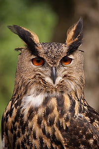 closeup photography of great-horned owl thumbnail