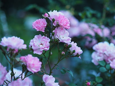 closeup photo of pink rose flowers thumbnail