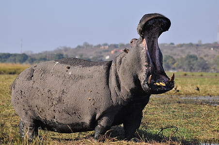 photography of moaning hippopotamus thumbnail