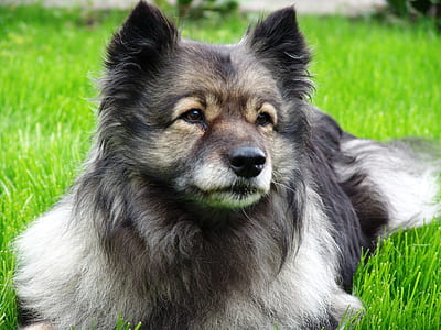 adult Keeshond prone lying on grass field at daytime thumbnail