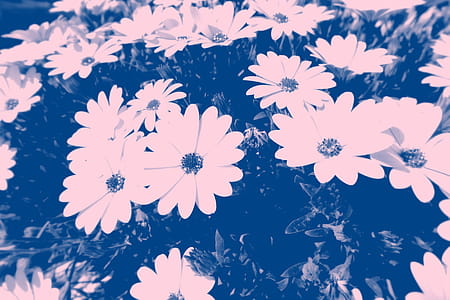 Blue Photo of Petaled Flowers thumbnail