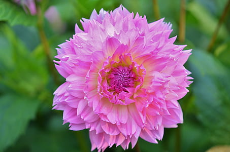 selective focus photography of pink peony flower thumbnail