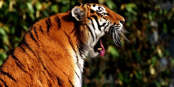 tiger thumbnail