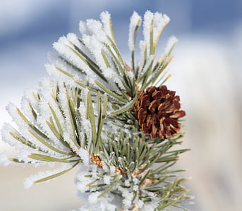 snow flakes covered pinecone plant thumbnail