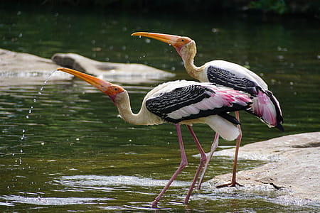Close-Up Photography of Birds Drinking Water thumbnail