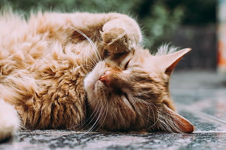 orange tabby cat laying on tile floor near plant thumbnail