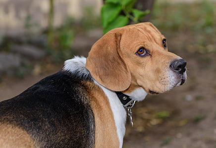 adult tricolor beagle on focus photo thumbnail
