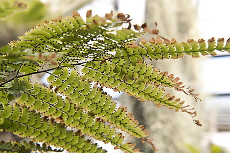 selective focus photography of green fern leaf plant thumbnail