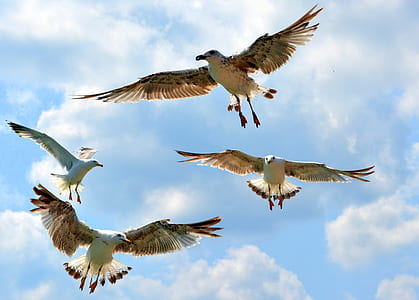 four Franklin's gulls flying under blue sky during daytime thumbnail