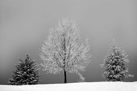 Grayscale Photo of Bareless Tree Between Tree With Snow thumbnail