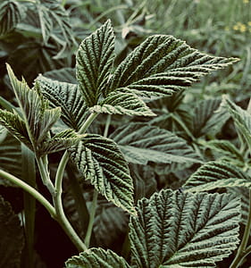 Shallow Focus Photography of Green Leaves thumbnail
