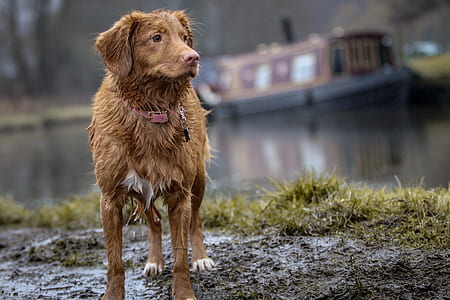brown dog standing on floor outdoors thumbnail