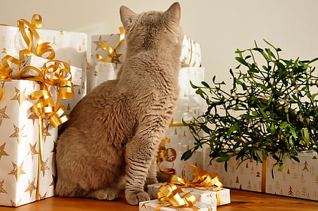 cat siting beside gift boxes thumbnail