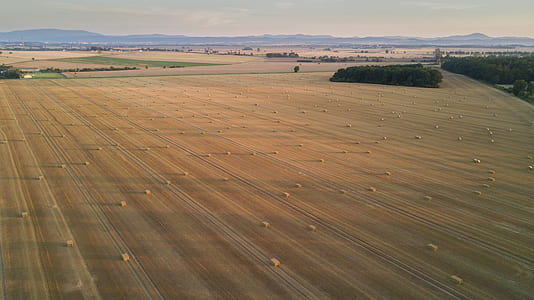 brown field during golden hour thumbnail