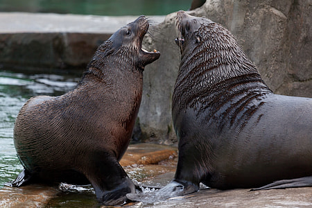 two sealions fighting on body of water thumbnail