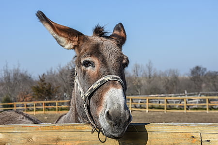 gray horse on cage thumbnail