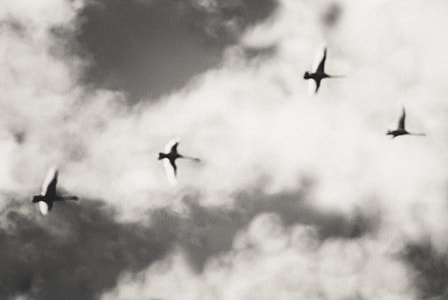 Flying swans thumbnail