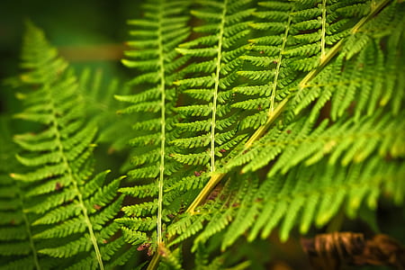 green fern plant thumbnail