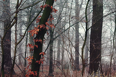 orange leaf tree in selective color photo thumbnail