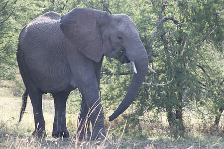 grey elephant beside green leaves tree thumbnail
