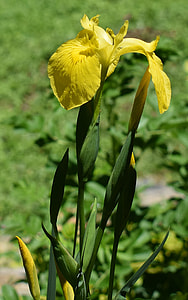 Yellow Iris With Buds, Swamp Iris thumbnail