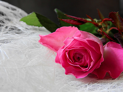 close up photo of pink rose flower thumbnail