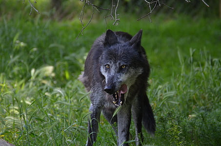 gray wolf thumbnail