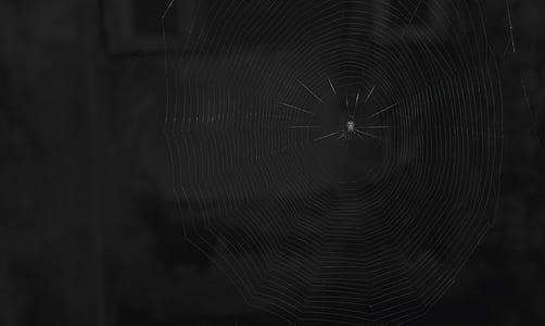 night, dark, spider, cobweb thumbnail