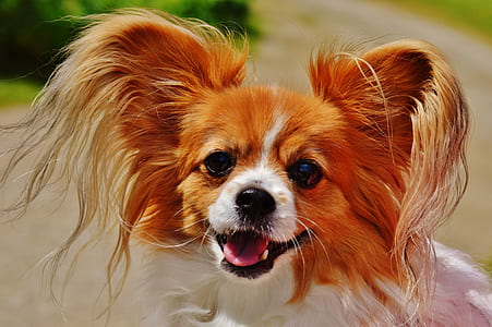 adult adult tan and white papillon thumbnail