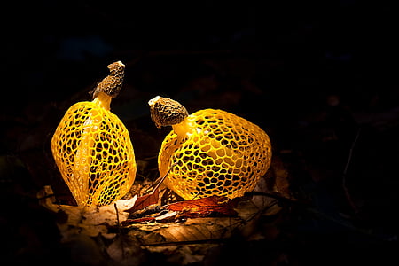 two brown fungi thumbnail