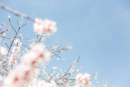 pink cherry blossoms at daytime thumbnail
