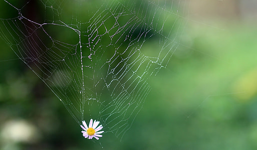 selective focus photography of lower on spider's web thumbnail