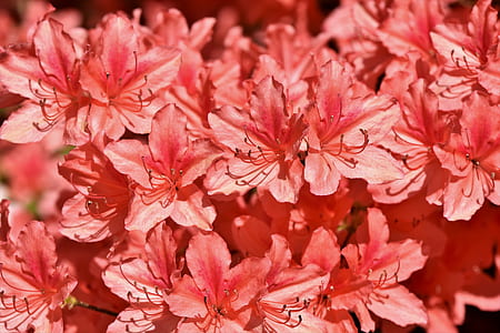 close-up photo of pink 5-petaled flowers thumbnail