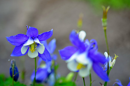 selective focus photo of blue petaled flowers thumbnail
