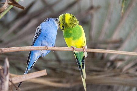 two blue and green budgerigar on tree during daytime thumbnail