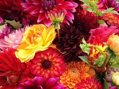 assorted-color dahlia flowers thumbnail