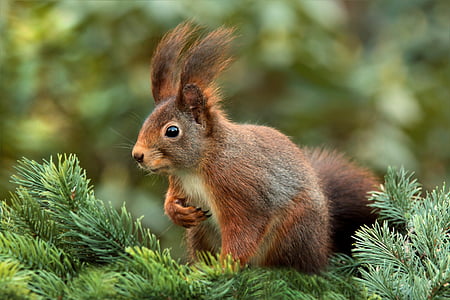 brown hare on green pine tree macro shot thumbnail